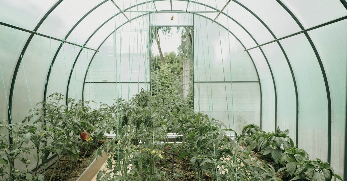 Transformă-ți grădina: ridică ușor o seră din policarbonat, pas cu pas, pentru recolte bogate