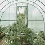 Transformă-ți grădina: ridică ușor o seră din policarbonat, pas cu pas, pentru recolte bogate