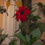 Ghid de toamnă târzie: tunde hibiscusul sirian ca un profesionist pentru o primăvară plină de flori