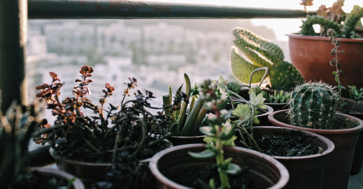 Iarnă blândă pe balcon: trucuri ușoare pentru a-ți proteja plantele de ger