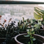 Iarnă blândă pe balcon: trucuri ușoare pentru a-ți proteja plantele de ger