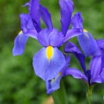 Iriși în floare, fără chimicale: ghidul tău de toamnă pentru fertilizare cu ingrediente organice