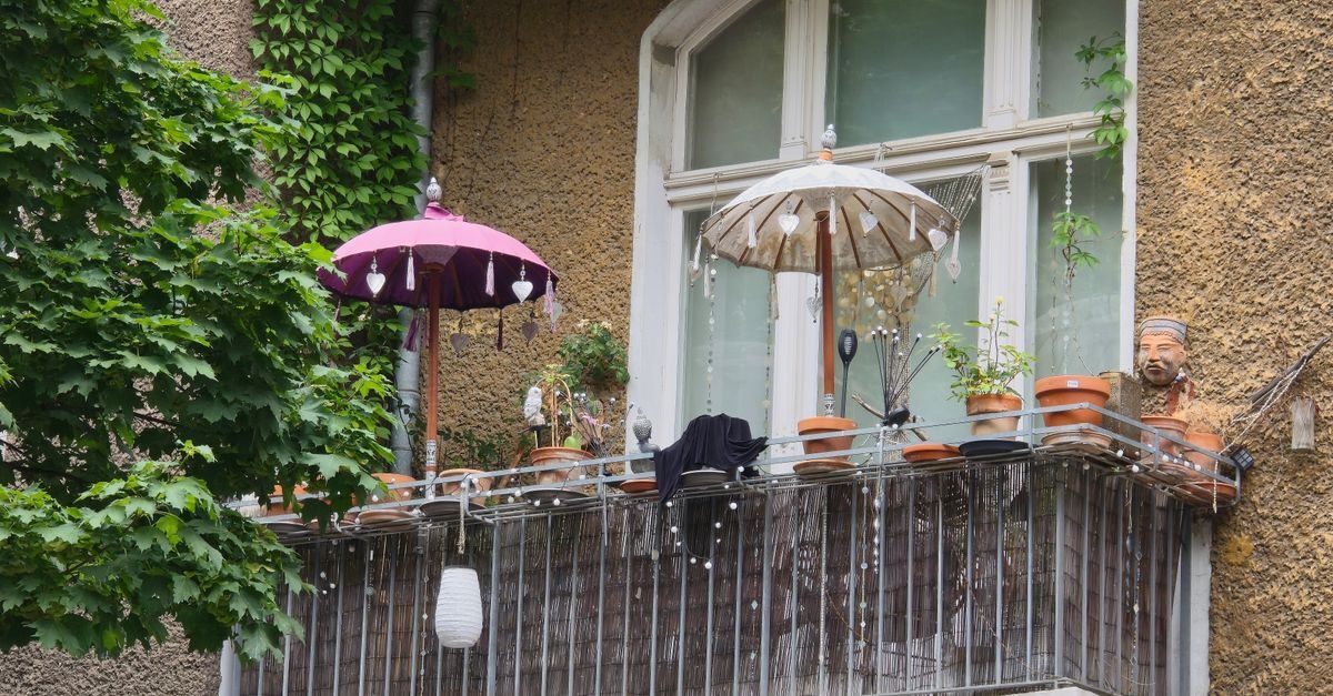 Balcon cu aromă de vară: caise din ghiveci, pas cu pas până la prima recoltă