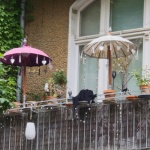 Balcon cu aromă de vară: caise din ghiveci, pas cu pas până la prima recoltă